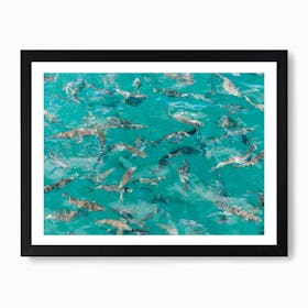 Fish Art Print