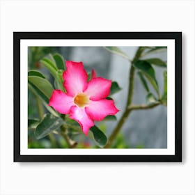 Exotic tropical Pink Flower Art Print