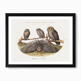 Four Owls (1575 1580) Painting In High Resolution By Joris Hoefnagel, Joris Hoefnagel Art Print