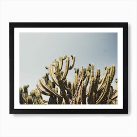 Cactus Against Sky Art Print