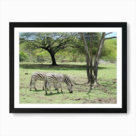 Zebras Grazing Poster