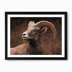 Warm Rustic Sheep Art Print