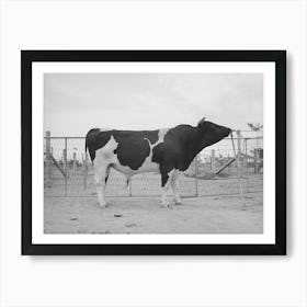 Pedigreed Holstein Herd Bull At The Casa Grande Valley Farms, Pinal County, Arizona By Russell Lee Art Print