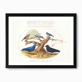 Blue Crow, Jackdaw, Chickadee Or Tit And Other Birds (1575–1580), Joris Hoefnagel Art Print