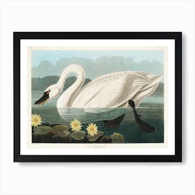 Common American Swan, Birds Of America, John James Audubon Art Print