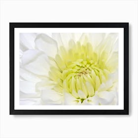 White Dahlia Macro Photography Art Print