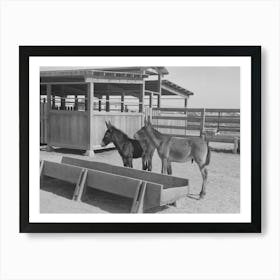 Mule Colts, Tom And Jerry, At The Casa Grande Valley Farms, Pinal County, Arizona By Russell Lee Art Print