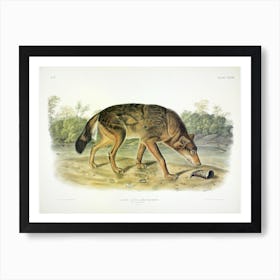 Texan Wolf, John James Audubon Art Print