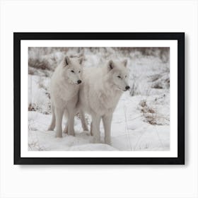 Twin White Wolves Art Print