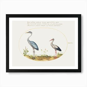 Heron And Stork (1575–1580), Joris Hoefnagel Art Print