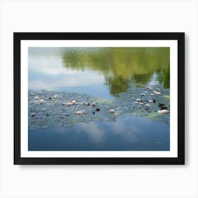 Water lilies swimming in the calm water of a pond Art Print