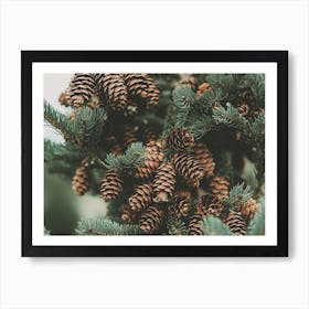 Branch Of Pine Cones Art Print