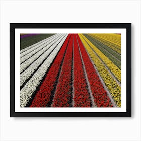 Tulip Fields, Netherlands Art Print
