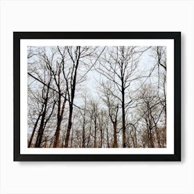 Bare Trees In The Woods 1 Art Print