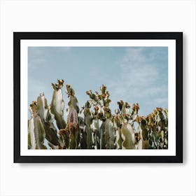 Mexican Cactus In The Desert Art Print