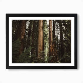 Redwood Trees Art Print