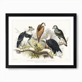 White Headed Sea Eagle, Great Harpy Eagle, Chilian Sea Eagle, And Brazilian Caracara Eagle, Oliver Goldsmith Art Print