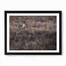 Barn Owl Flying Over Field Art Print