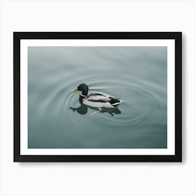 Mallard Duck On Lake Art Print