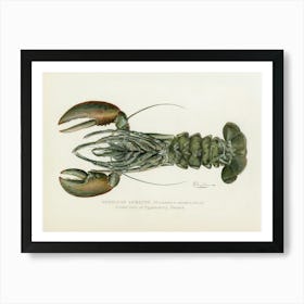 Vintage American Female Lobster Lithograph Print by Denton Remastered From the Commissioners of Fisheries, Game and Forests of the State of New York 1899 Art Print