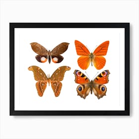 Four Orange Butterflies Art Print
