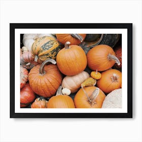 Farm Pumpkins Art Print