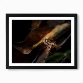 Frog On A Leaf Art Print