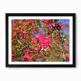 Blossoming Cherry Tree Art Print