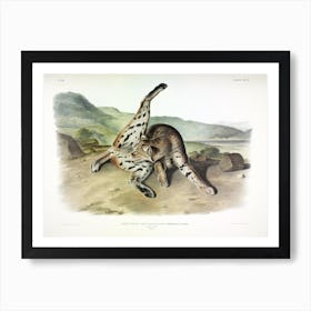 Texan Lynx, John James Audubon Art Print