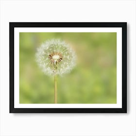 White Dandelion Blow Ball Art Print