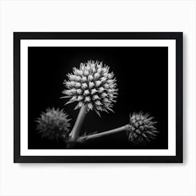 Hiding In Plain Sight Black And White Art Print