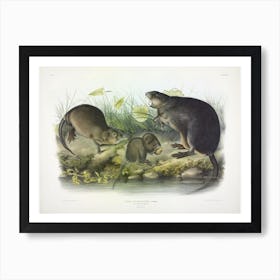 Musk Rat, Musquash, John James Audubon Art Print