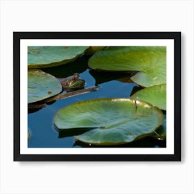 Frog In Pond Art Print