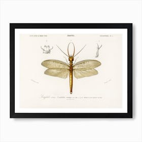 Eastern Dobsonfly (Corydalus Cornutus), Charles Dessalines D'Orbigny Art Print