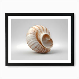 Sea Shell Art Print