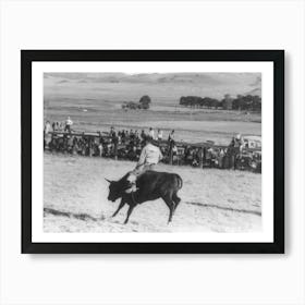 Cowboy Riding Steer, Bean Day Rodeo, Wagon Mound, New Mexico By Russell Lee Art Print
