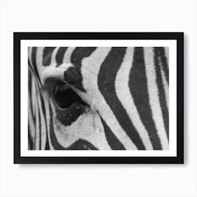 Zebra Eye Art Print