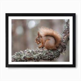 Squirrel Collecting Acorns Art Print