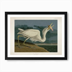 Vintage Audubon 2 Great White Heron Art Print