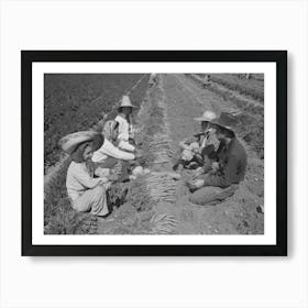 Agricultural Workers Bunching Carrots, Yuma County, Arizona By Russell Lee Art Print