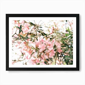 Pink Oleander flowers in Valencia // Spain, Travel & Nature Photography Art Print