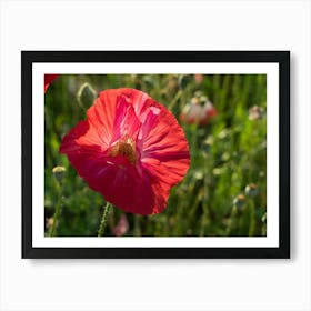 Red poppy blossom Art Print