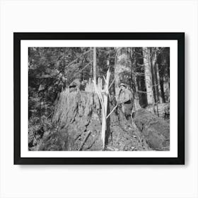 Fresh Stump Of Tree Just Falled, Long Bell Lumber Company, Cowlitz County, Washington, Notice When Writing This Art Print