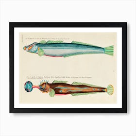 Colourful And Surreal Illustrations Of Fishes Found In Moluccas (Indonesia) And The East Indies, Louis Renard(100) Art Print