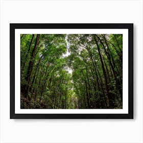 Canopies Of Mahogany Art Print