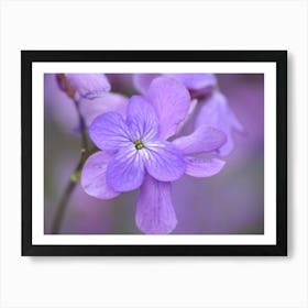 Purple Viola 2 Poster