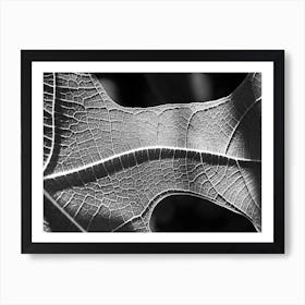 Leaf Spine Bw Art Print