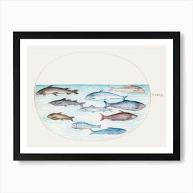 Whitefish And Other Fish (1575–1580), Joris Hoefnagel Art Print