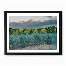Olive Groves In The Mountains 20221022538pub Art Print