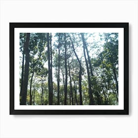 A Beautiful Forest 10 By Binod Dawadi Art Print